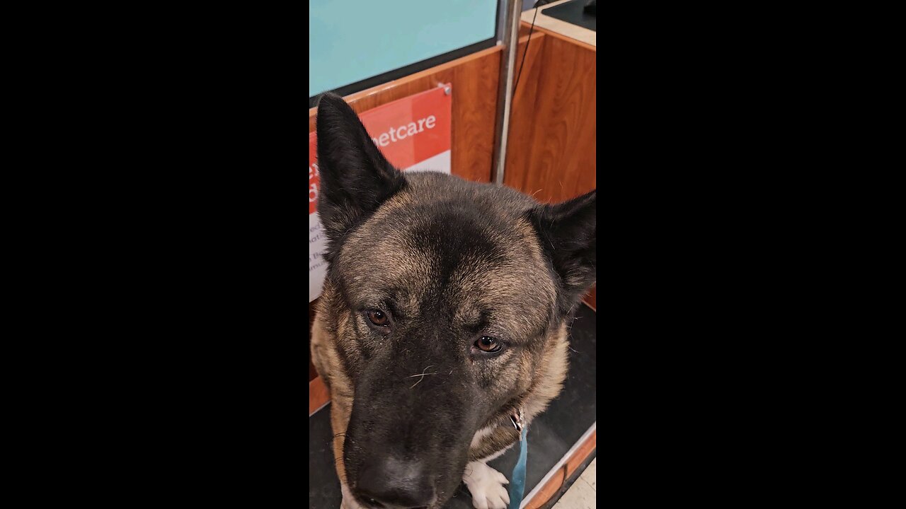 125 lbs American Akita