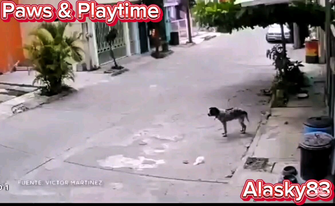 TWO WOMEN STEAL A DOG'S DISHES