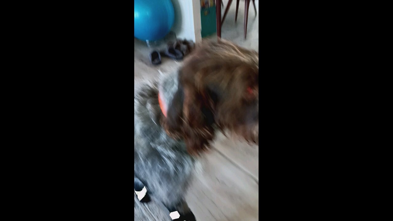 Canada pouch to small for dog
