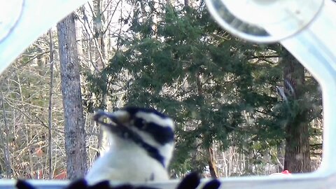 Downy Woodpecker