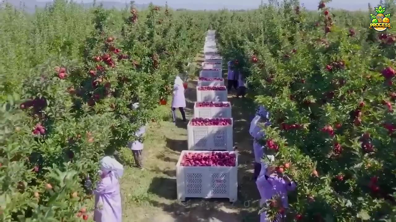 HOW MILLIONS OF APPLE PIES ARE MADE IN A FACTORY MODERN PIE PRODUCTION PROCESS