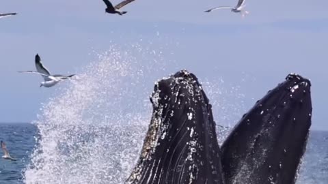 This morning was full of vertical lunge feeding Humpbacks.