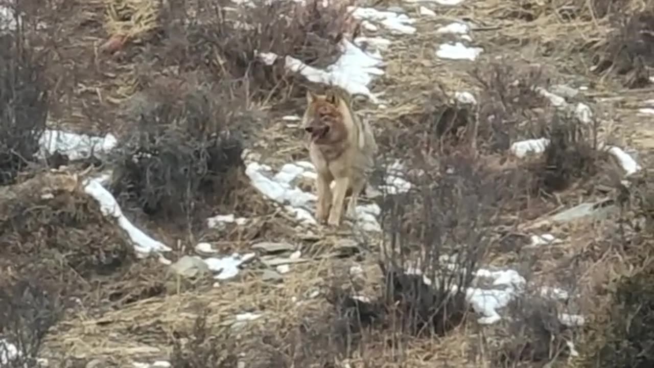 Vultures are stealing wolves hunt