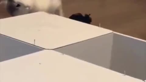 “I’m helping” 😅