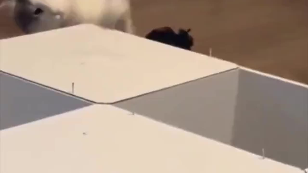 “I’m helping” 😅