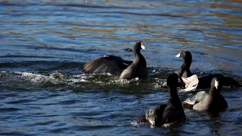 Coots Fighting