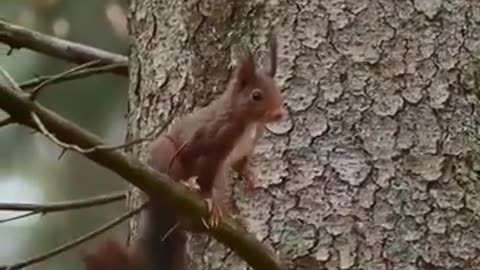 Cute Squirrel video