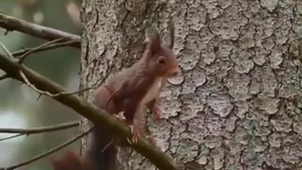 Cute Squirrel video