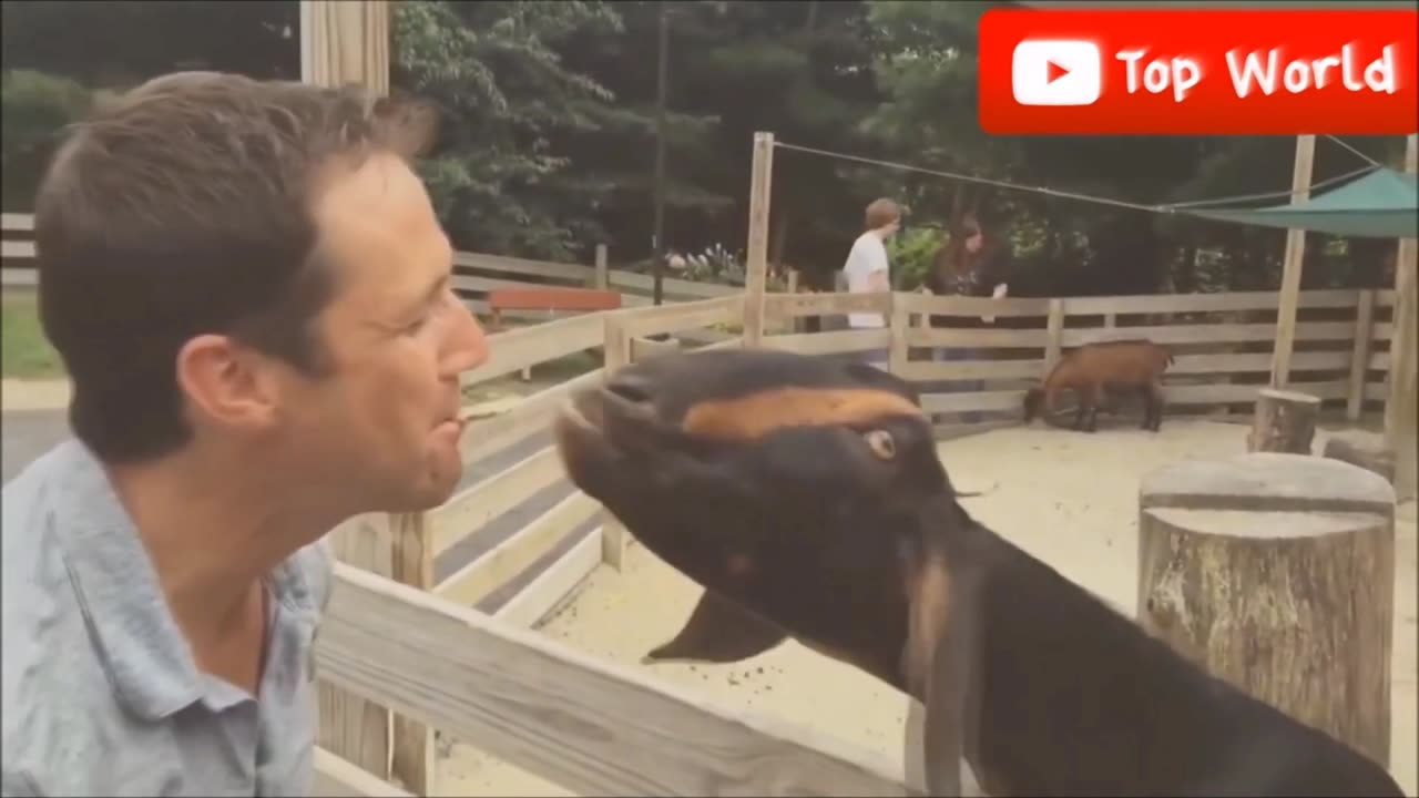 Funny animal video|funny Goat video|Funn|Entertainment