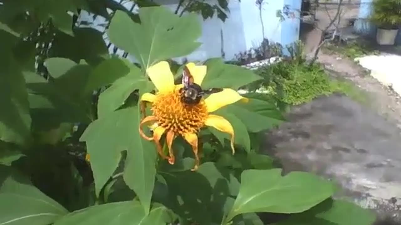 Carpenter bee is seen pollinating a sunflower, it is a frightening insect! [Nature & Animals]