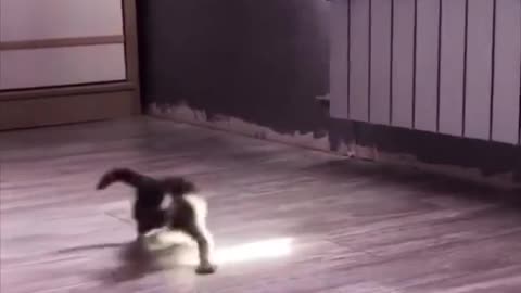 Here's a kitten chasing sunlight to brighten your day