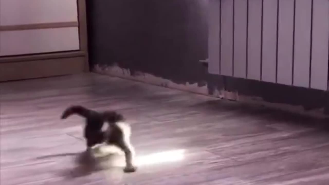 Here's a kitten chasing sunlight to brighten your day