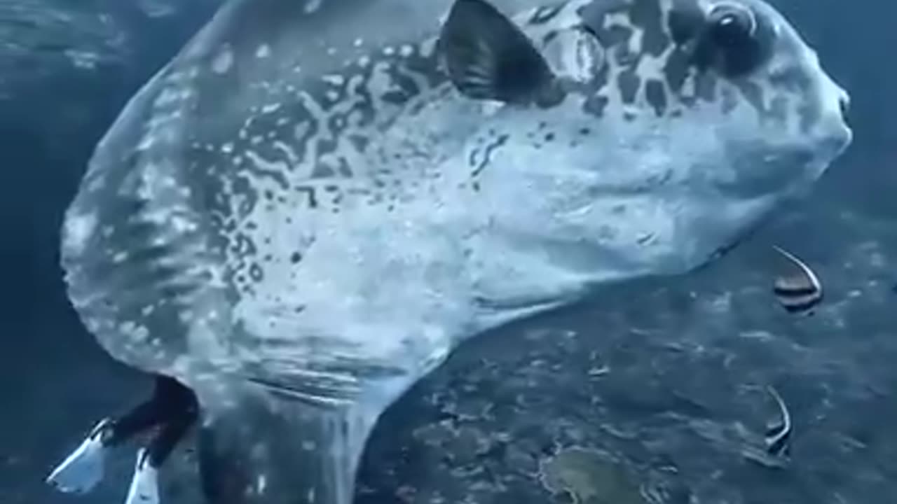 Look at the size of the Ocean Sunfish, one of the largest bony fish in the world.