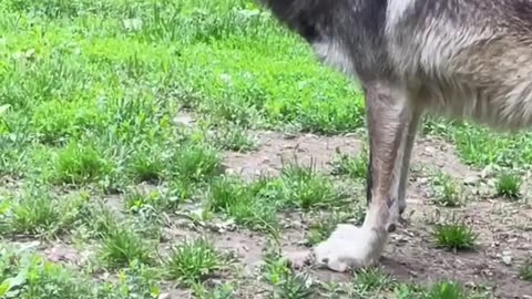 Wolf pack 🐺 at the Columbus Zoo -Mexican gray wolves—the rarest subspecies of the gray wol