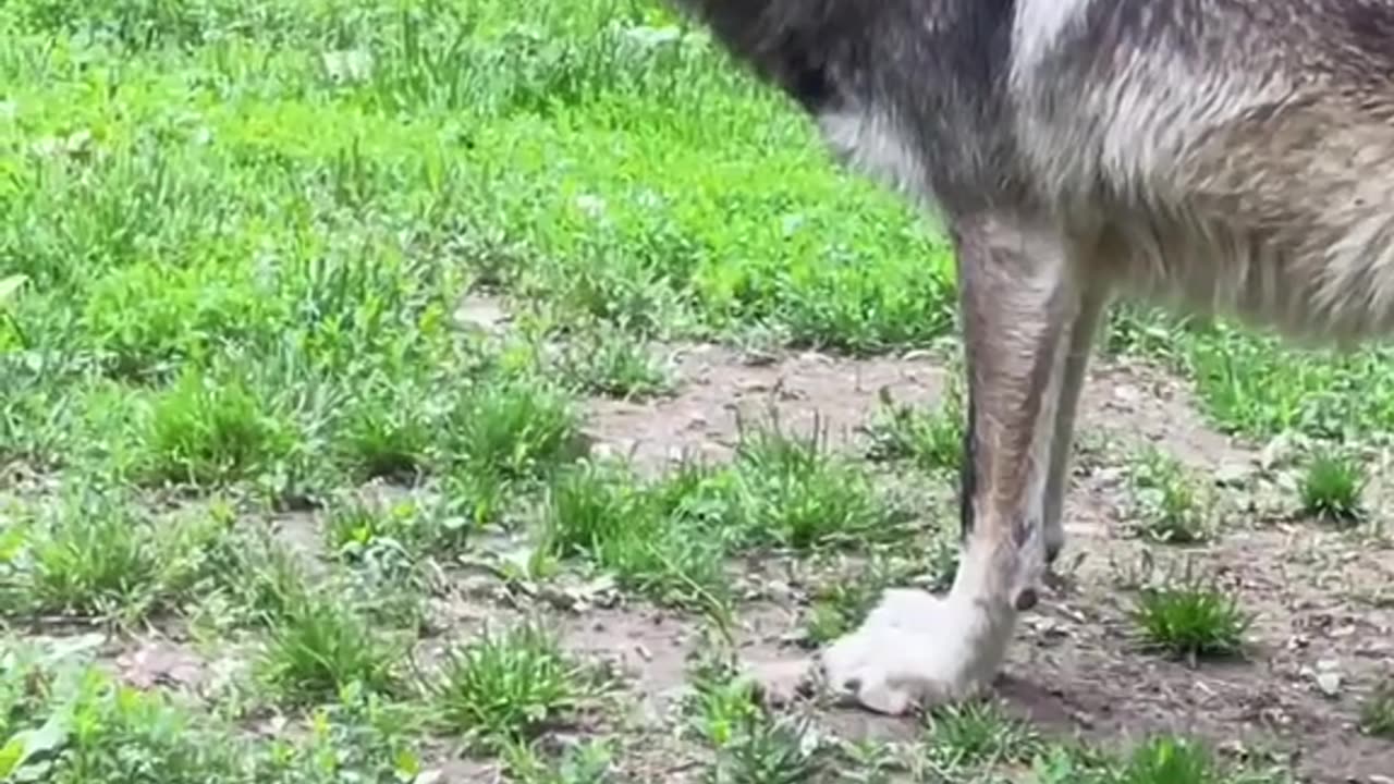 Wolf pack 🐺 at the Columbus Zoo -Mexican gray wolves—the rarest subspecies of the gray wol