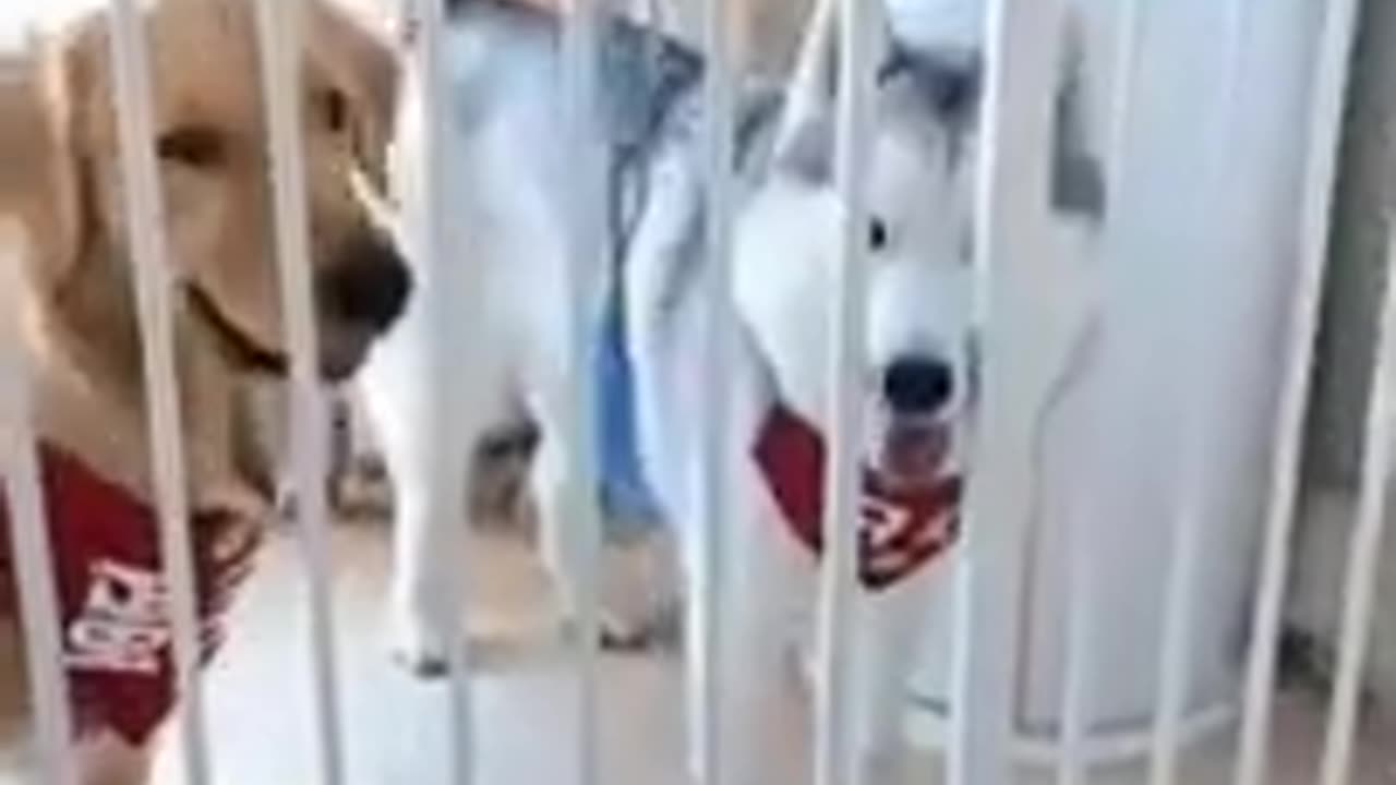 Funny dogs