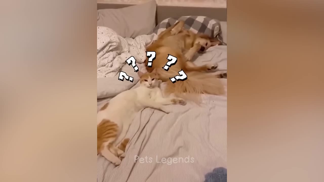 😂 New Funny Cats and Dogs Videos