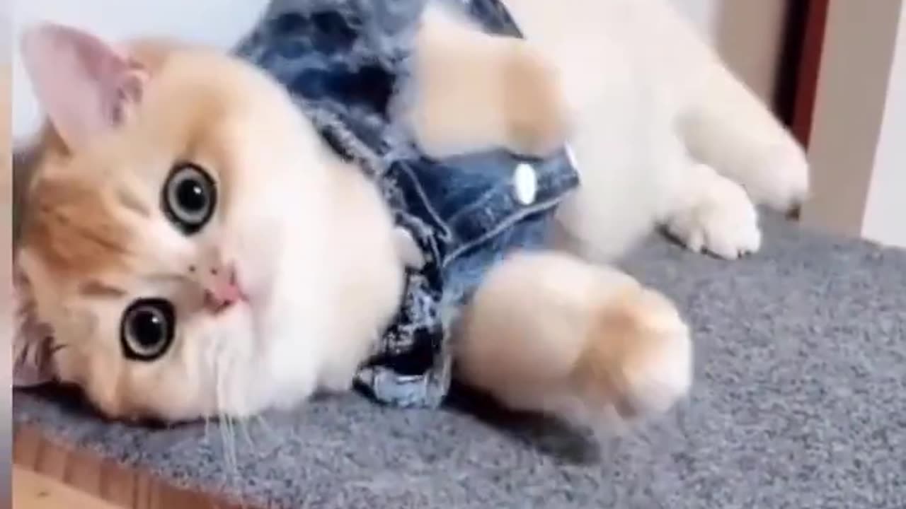 Funny and cute cat