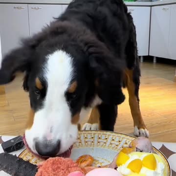 "Puppy's Food Party: First Time Trying Steak Reaction is Too Adorable!"