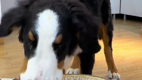 "Puppy's Food Party: First Time Trying Steak Reaction is Too Adorable!"