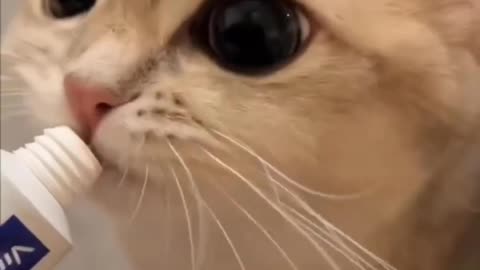 Funny & Adorable Cats That Will Make Your Day! 😹🐾