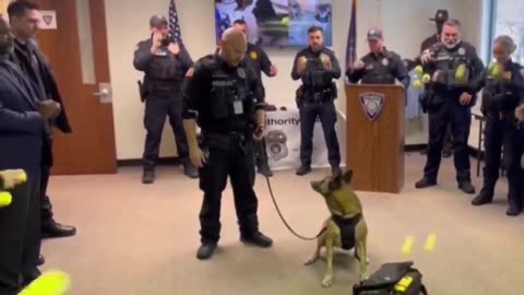 K-9 police dog Lyka sent into retirement with a tennis ball surprise.. 😊