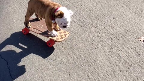 Bulldog Puppy Learns to Skateboard