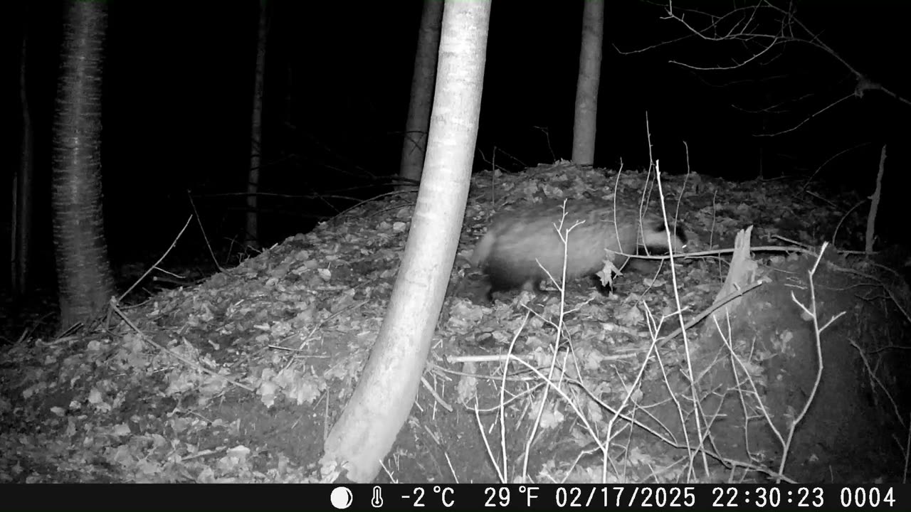 Badger sees the camera - Dachs entdeckt die Kamera