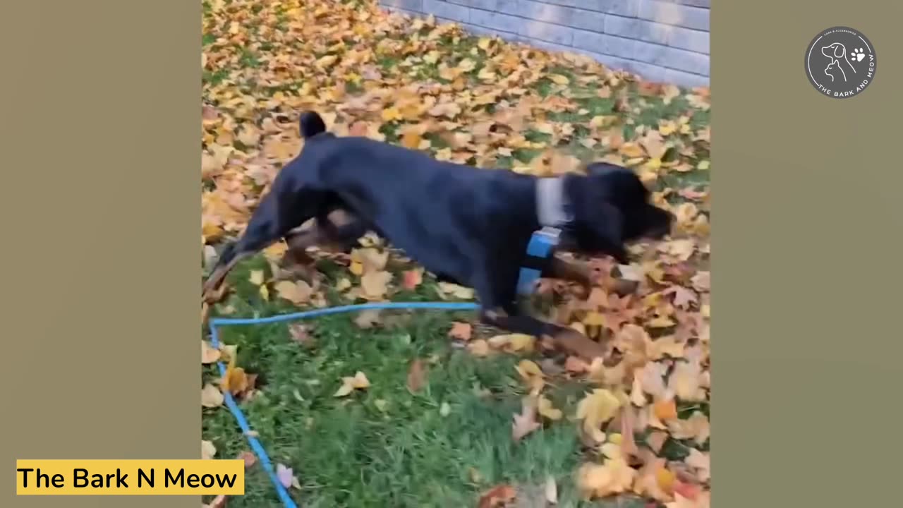 Ultimate Edition of Funniest Pet Animals Videos