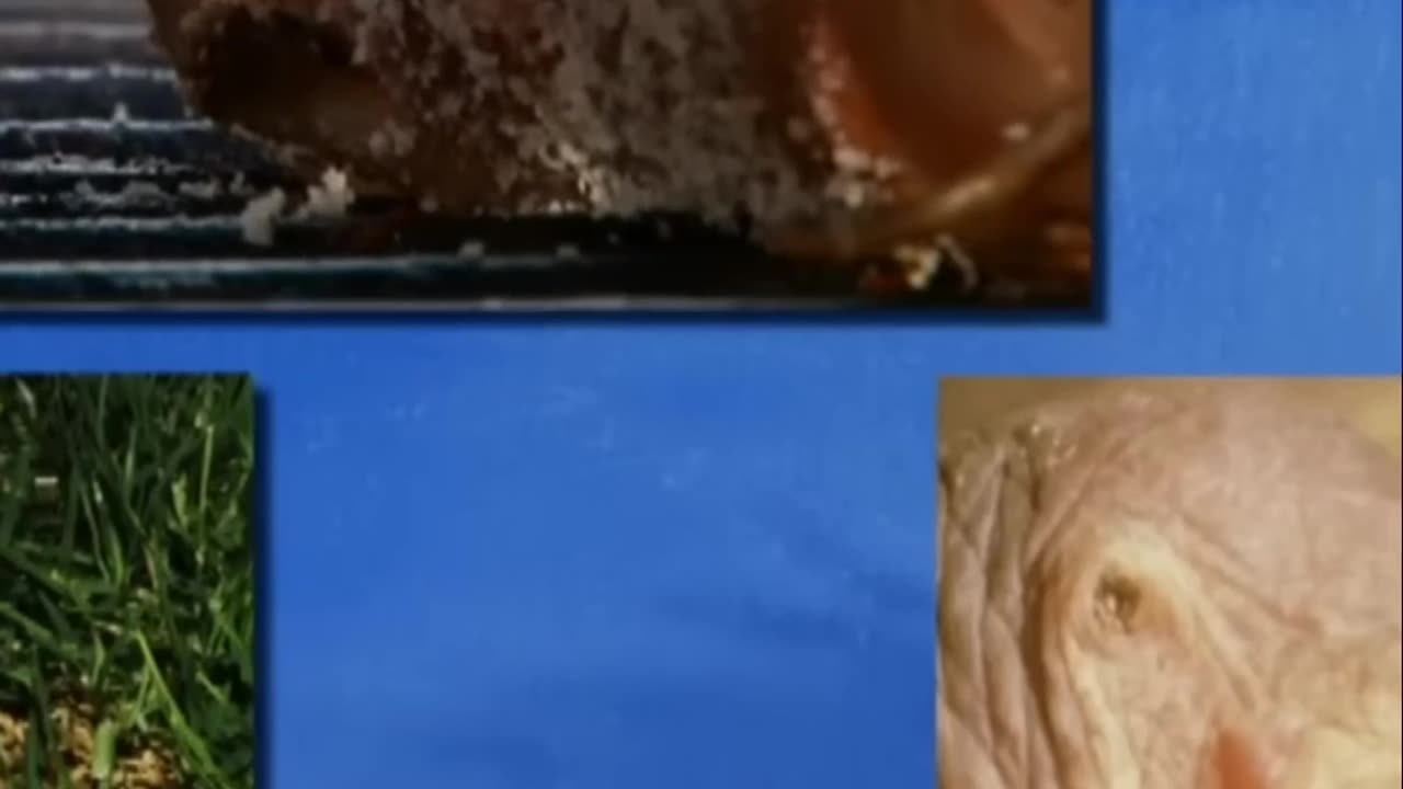 Bamboo Rat: A Unique Culinary Experience