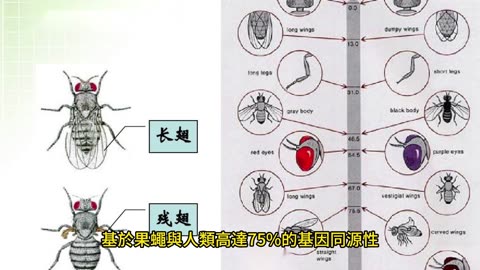 果蠅模型結合AI 癌症精準醫療
