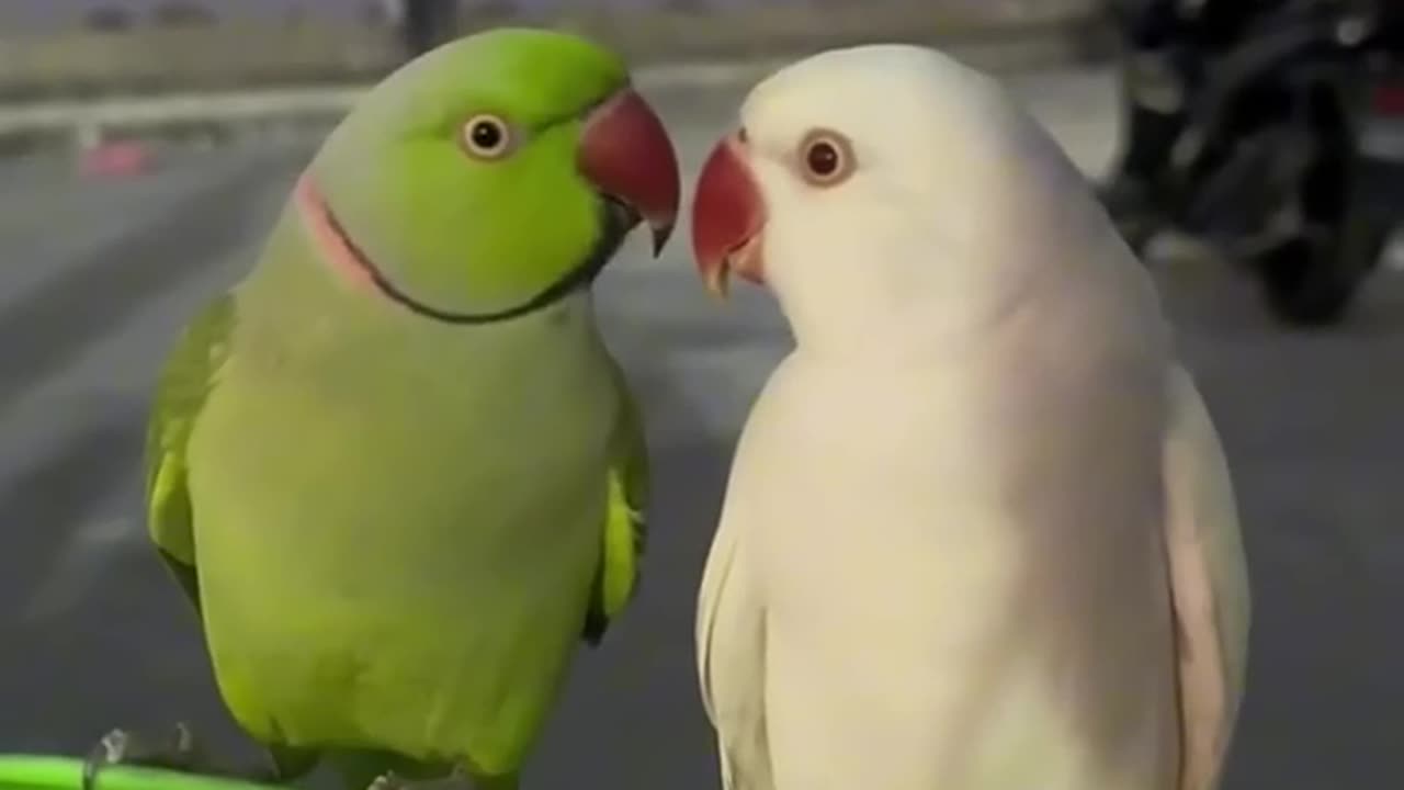 These parrots are so happy!!!