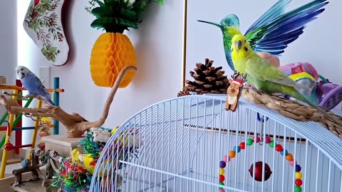 HAPPY HOME with CUTE Budgies #cuteparrotsvideo #Budgies #lovebirds #parrots