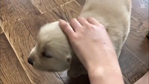 Puppies Love You