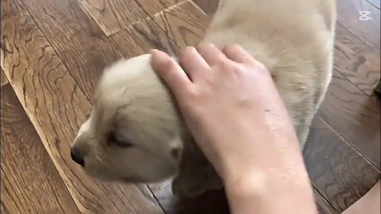 Puppies Love You