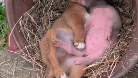 The Cute Babies