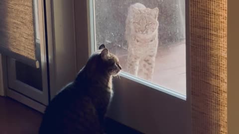 House Cat Comes to Face-to-Face With Baby Bobcat