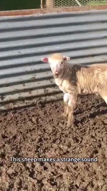 Funniest Video Compilation | Try Not to Laugh! 😂