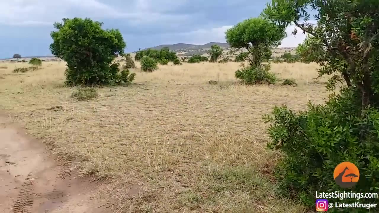 How Not to Wake Up a Lioness!