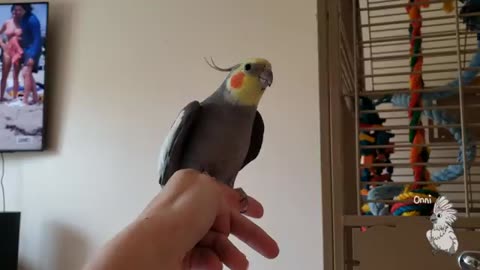 Good Times Hanging Out With A Cockatoo And Mini-too