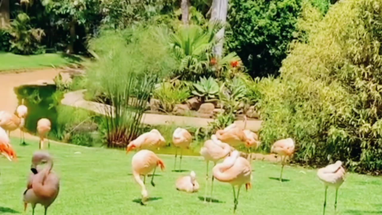 Very Cute and Beautiful Flamingos Around The Water Pound With Relaxing Music #flamingo #wildlife
