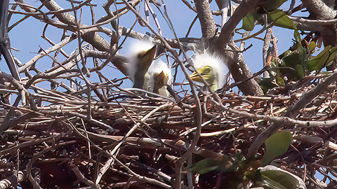 Great Egret Feeds Three Hungry Babies at Seaside Seabird Sanctuary – Indian Shores, Florida