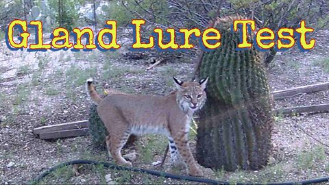 Bobcat Gland Lure Test! Amazing Results! Great Trail Camera Footage!