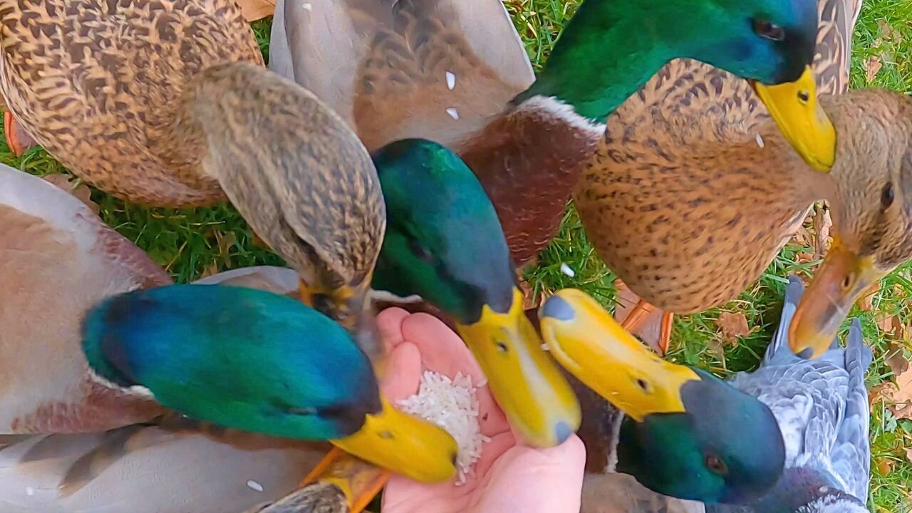 Attempting the 7 Headed Hydra with Now Fully Grown Mallard Duck Ducklings