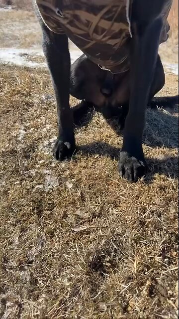 Goodboy helped get it done