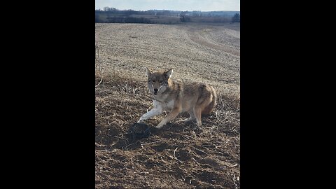 Fox/Coyote Guidance at Dirt Hole sets
