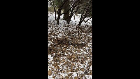 Winter’s Quest: Food Search in the Snowy Landscape