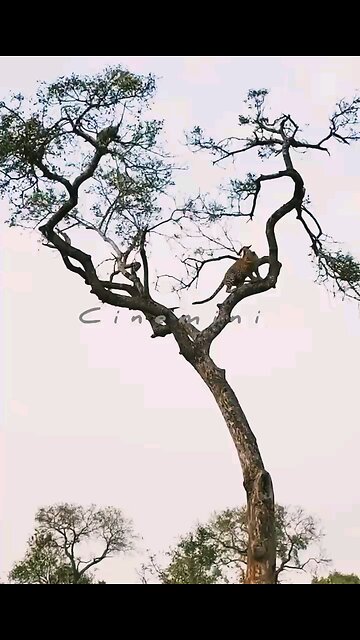 live indiana wildlife sanctuary shorts reels Lion Tiger Crocodile trending wildlife funny danger