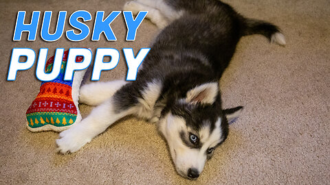 Husky Puppy Tries to Destroy a Cat Scratching Post! —Total Destruction Mode!