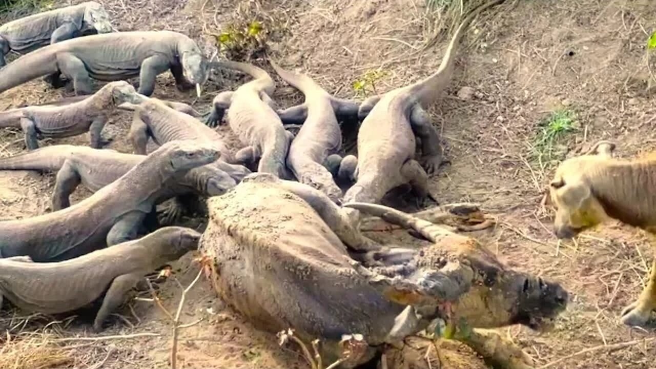 Komodo Island's Predator Showdown: Capturing Buffalo in the Wild